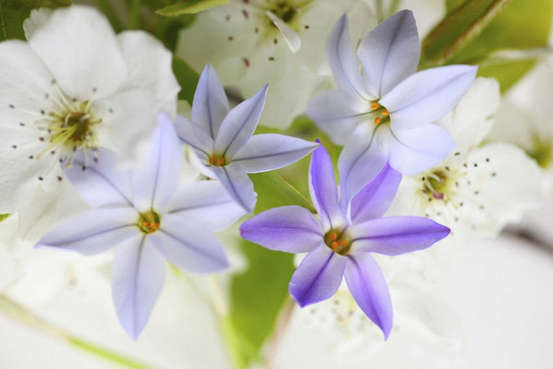 Ipheion, Ipheion uniflorum, Spring Starflower, Starflower, Springstar, spring flowers, white flowers, blue flowers